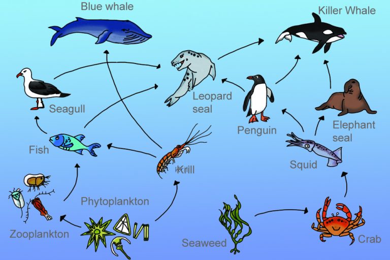 Detail Gambar Rantai Makanan Di Laut Nomer 9