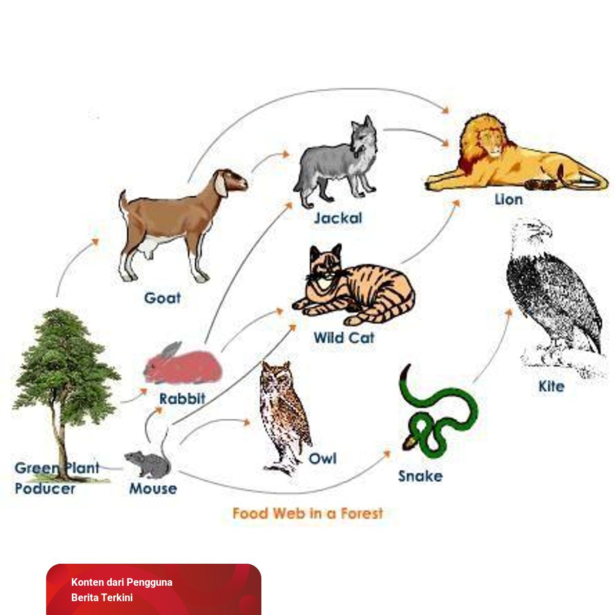 Gambar Rantai Makanan Ekosistem Hutan - KibrisPDR