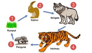 Detail Gambar Rantai Makanan Ekosistem Hutan Nomer 2