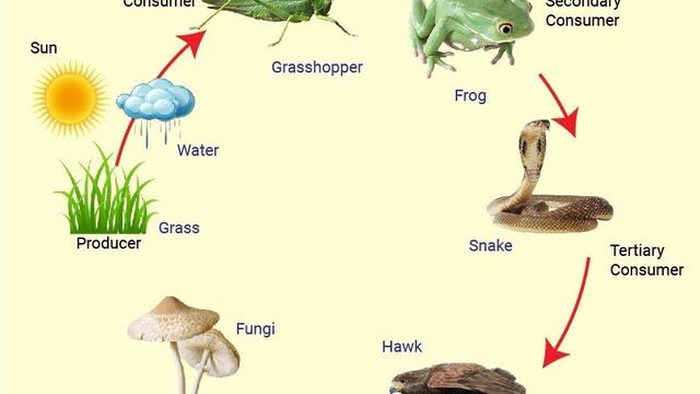 Detail Gambar Rantai Makanan Ekosistem Hutan Nomer 11