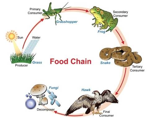 Detail Gambar Rantai Makanan Ekosistem Hutan Nomer 13