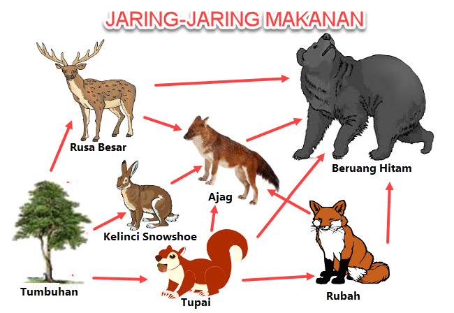 Detail Gambar Rantai Makanan Ekosistem Hutan Nomer 14