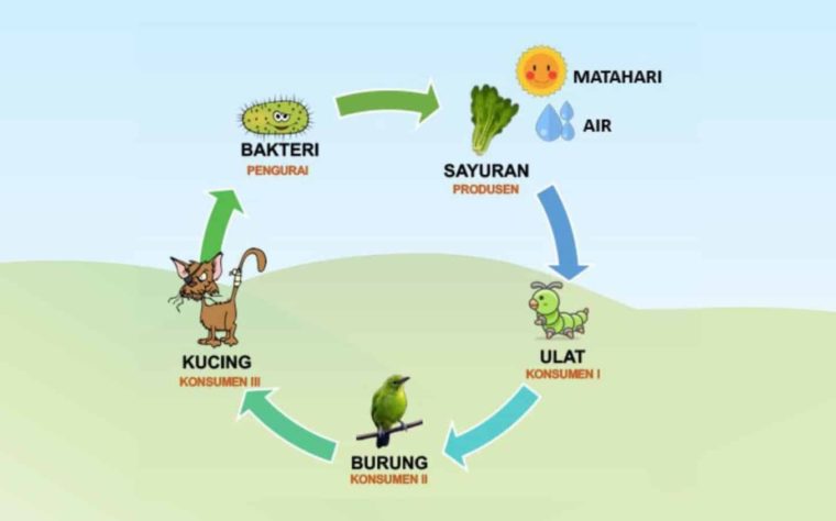 Detail Gambar Rantai Makanan Ekosistem Hutan Nomer 16