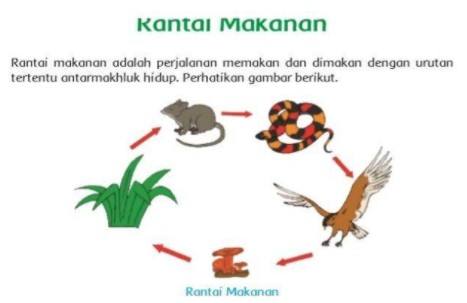 Detail Gambar Rantai Makanan Ekosistem Hutan Nomer 28