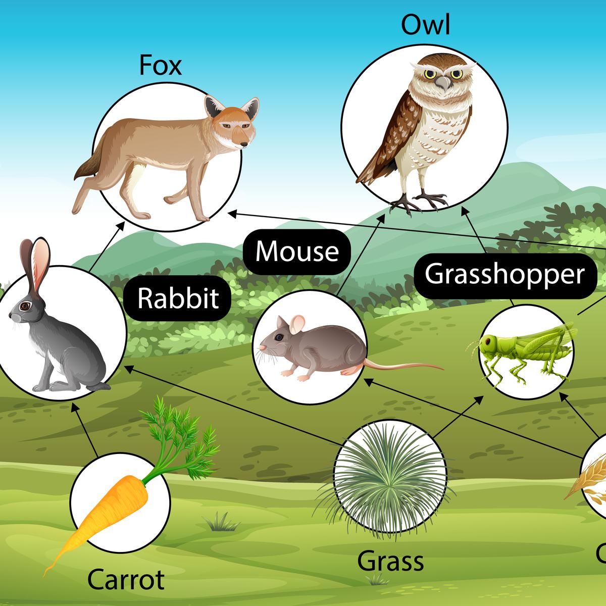 Detail Gambar Rantai Makanan Ekosistem Hutan Nomer 31