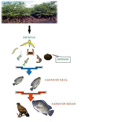 Detail Gambar Rantai Makanan Ekosistem Hutan Nomer 38