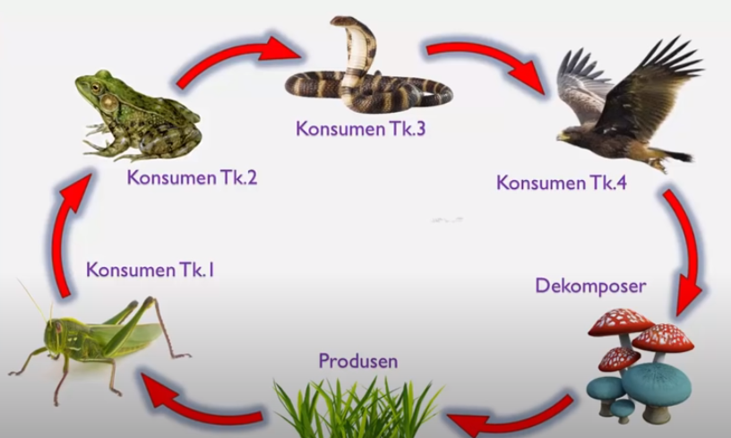 Detail Gambar Rantai Makanan Ekosistem Hutan Nomer 43