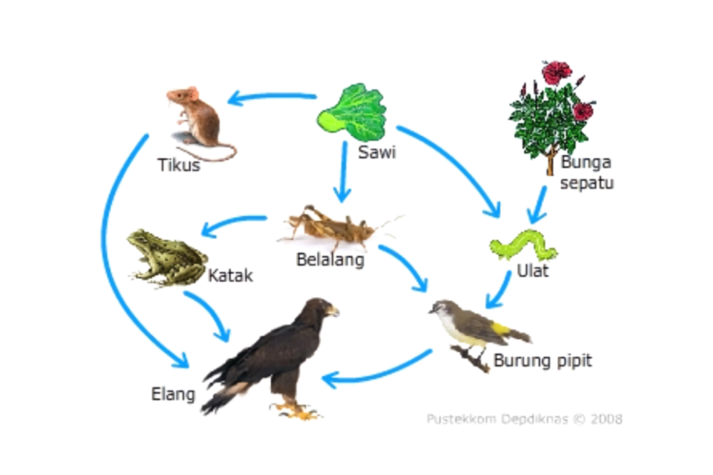 Detail Gambar Rantai Makanan Ekosistem Hutan Nomer 48