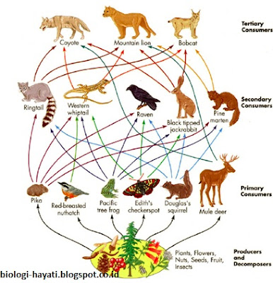 Detail Gambar Rantai Makanan Ekosistem Hutan Nomer 49