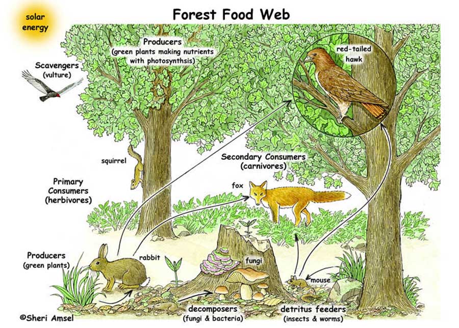 Detail Gambar Rantai Makanan Ekosistem Hutan Nomer 51