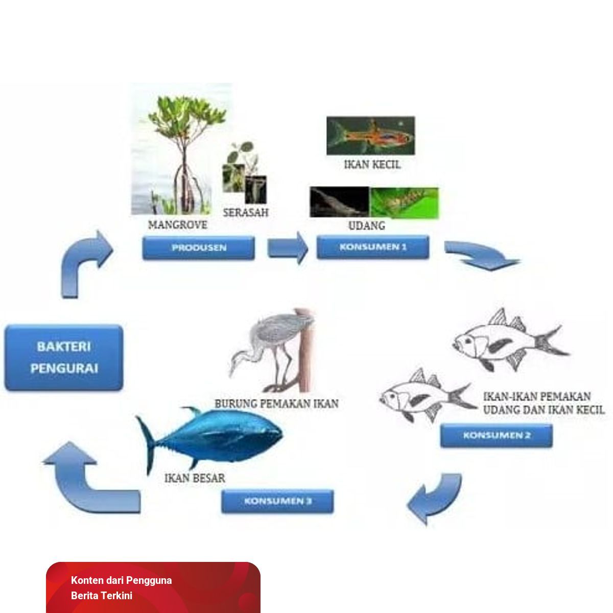 Detail Gambar Rantai Makanan Ekosistem Laut Nomer 2