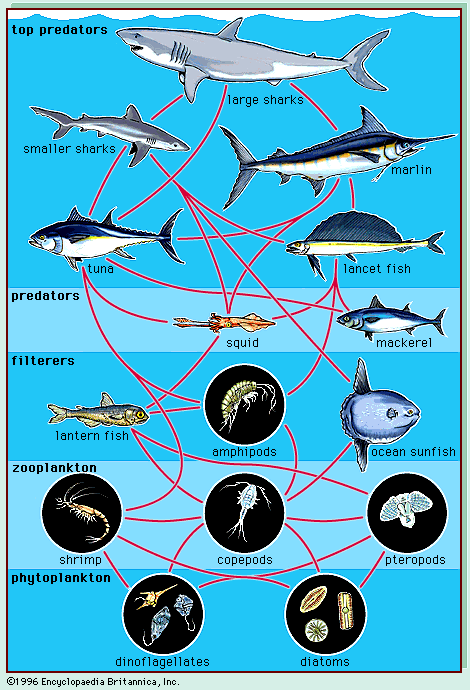 Detail Gambar Rantai Makanan Ekosistem Laut Nomer 20