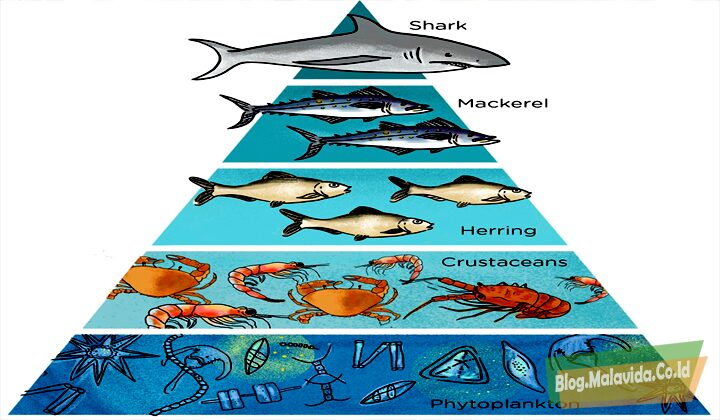 Detail Gambar Rantai Makanan Ekosistem Laut Nomer 43