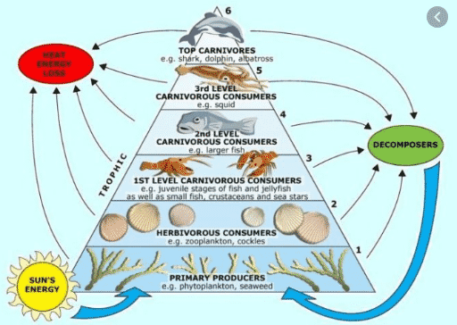 Detail Gambar Rantai Makanan Laut Nomer 26