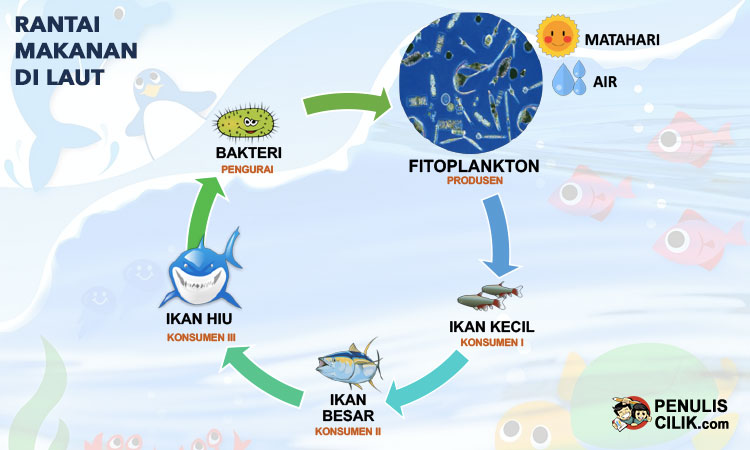 Detail Gambar Rantai Makanan Pada Ekosistem Laut Nomer 21