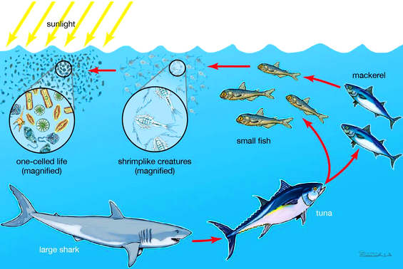 Detail Gambar Rantai Makanan Pada Ekosistem Laut Nomer 5