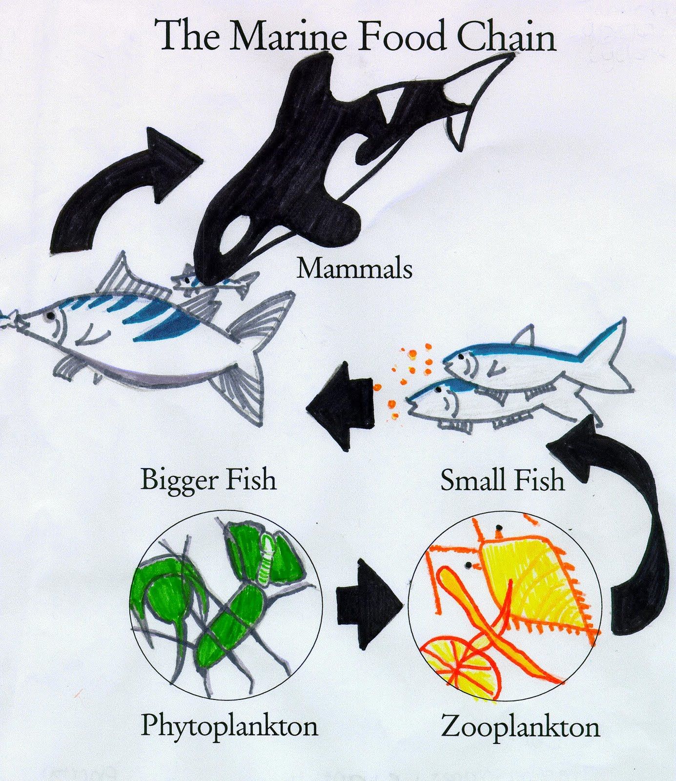 Detail Gambar Rantai Makanan Pada Ekosistem Laut Nomer 53