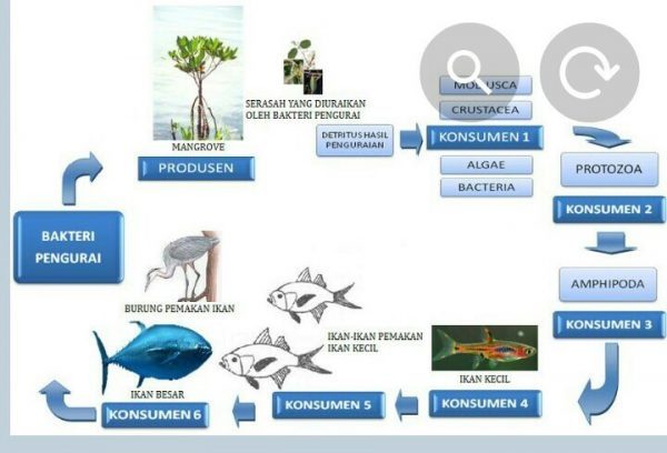 Detail Gambar Rantai Makanan Pada Ekosistem Laut Nomer 56