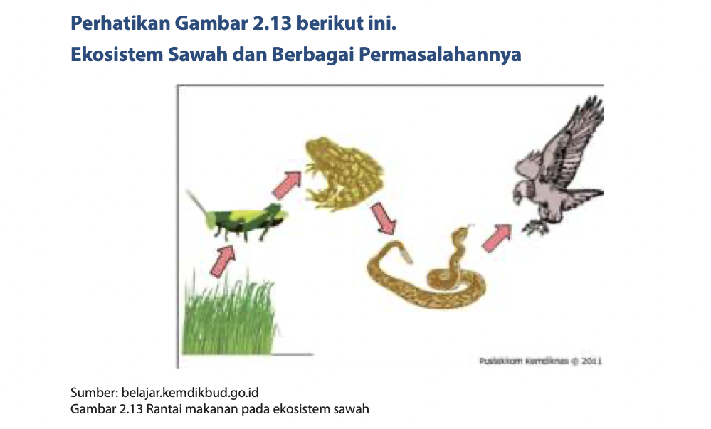Detail Gambar Rantai Makanan Pada Ekosistem Sawah Nomer 30
