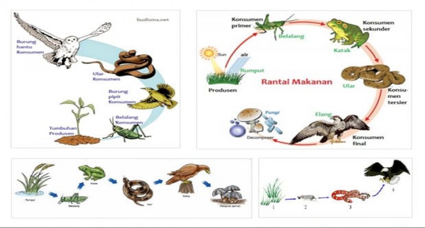 Detail Gambar Rantai Makanan Pada Ekosistem Sawah Nomer 44