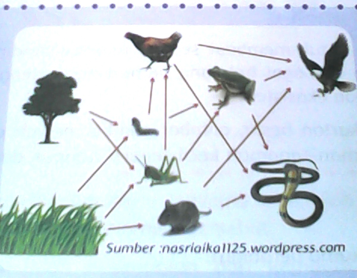 Gambar Rantai Makanan Paling Panjang - KibrisPDR