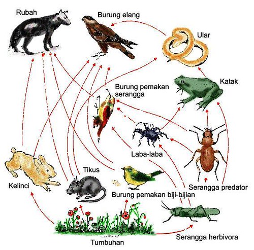 Detail Gambar Rantai Makanan Paling Panjang Nomer 9