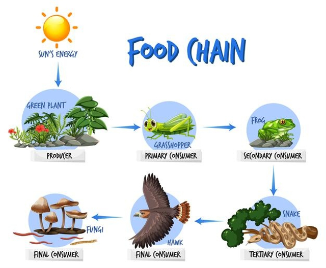 Detail Gambar Rantai Makanan Paling Panjang Nomer 23