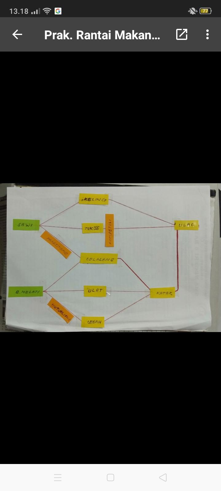 Detail Gambar Rantai Makanan Paling Panjang Nomer 55