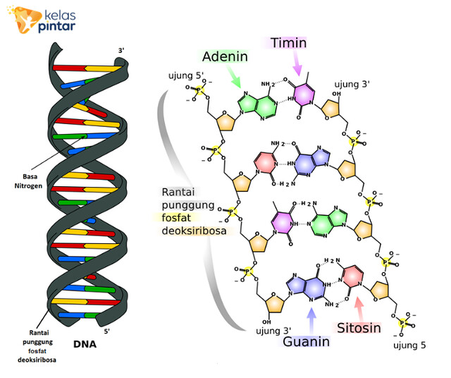 Detail Gambar Rantai Tunggal Pada Rna Nomer 12