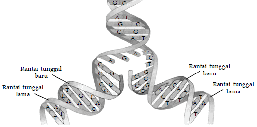 Detail Gambar Rantai Tunggal Pada Rna Nomer 37