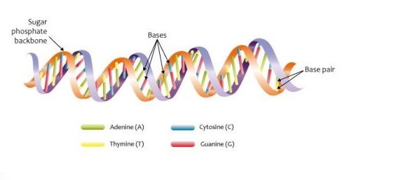 Detail Gambar Rantai Tunggal Pada Rna Nomer 52