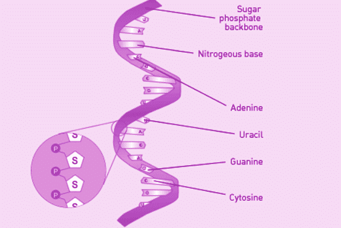 Detail Gambar Rantai Tunggal Pada Rna Nomer 7