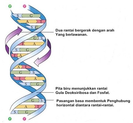 Detail Gambar Rantai Tunggal Pada Rna Gambar Double Helix Padadna Nomer 13