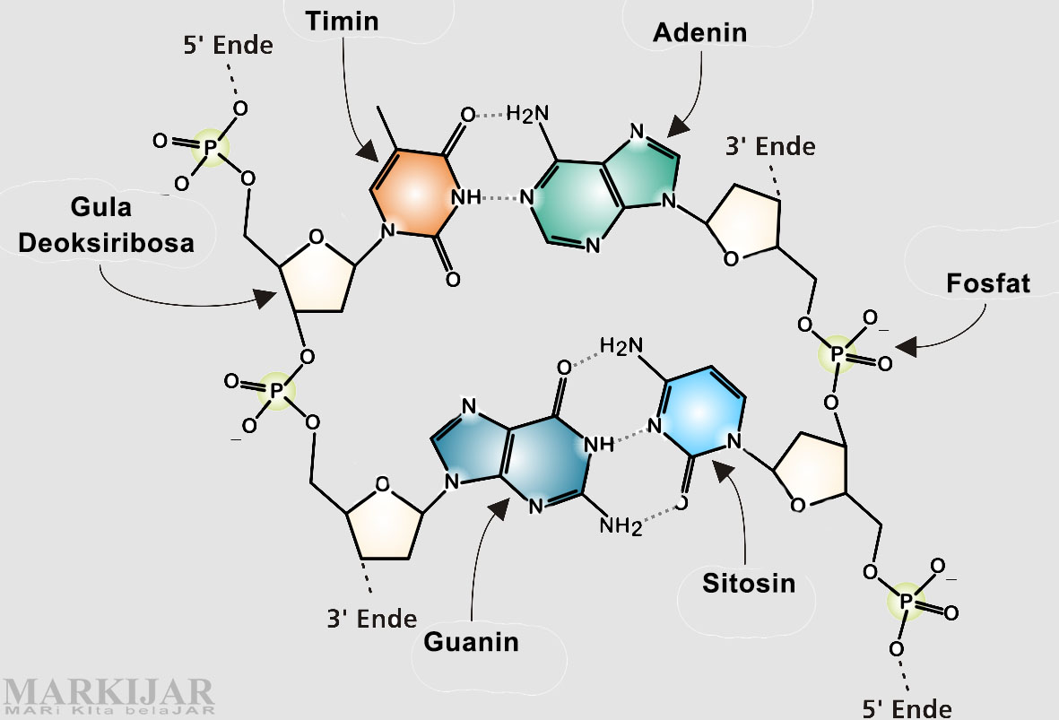 Detail Gambar Rantai Tunggal Pada Rna Gambar Double Helix Padadna Nomer 15