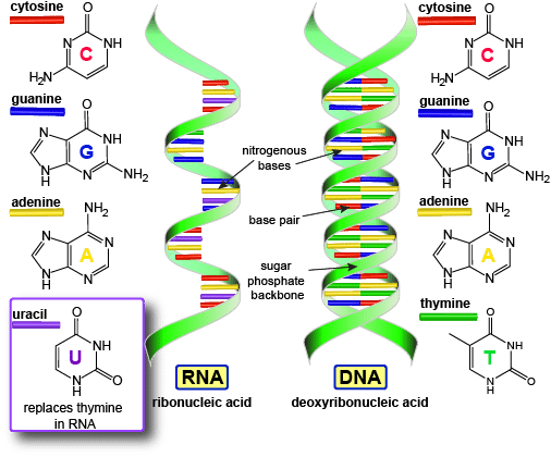 Detail Gambar Rantai Tunggal Pada Rna Gambar Double Helix Padadna Nomer 16