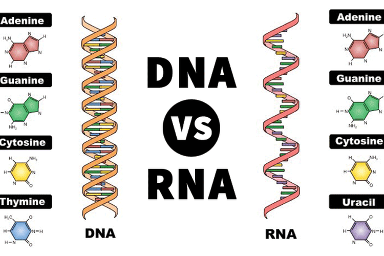 Detail Gambar Rantai Tunggal Pada Rna Gambar Double Helix Padadna Nomer 3