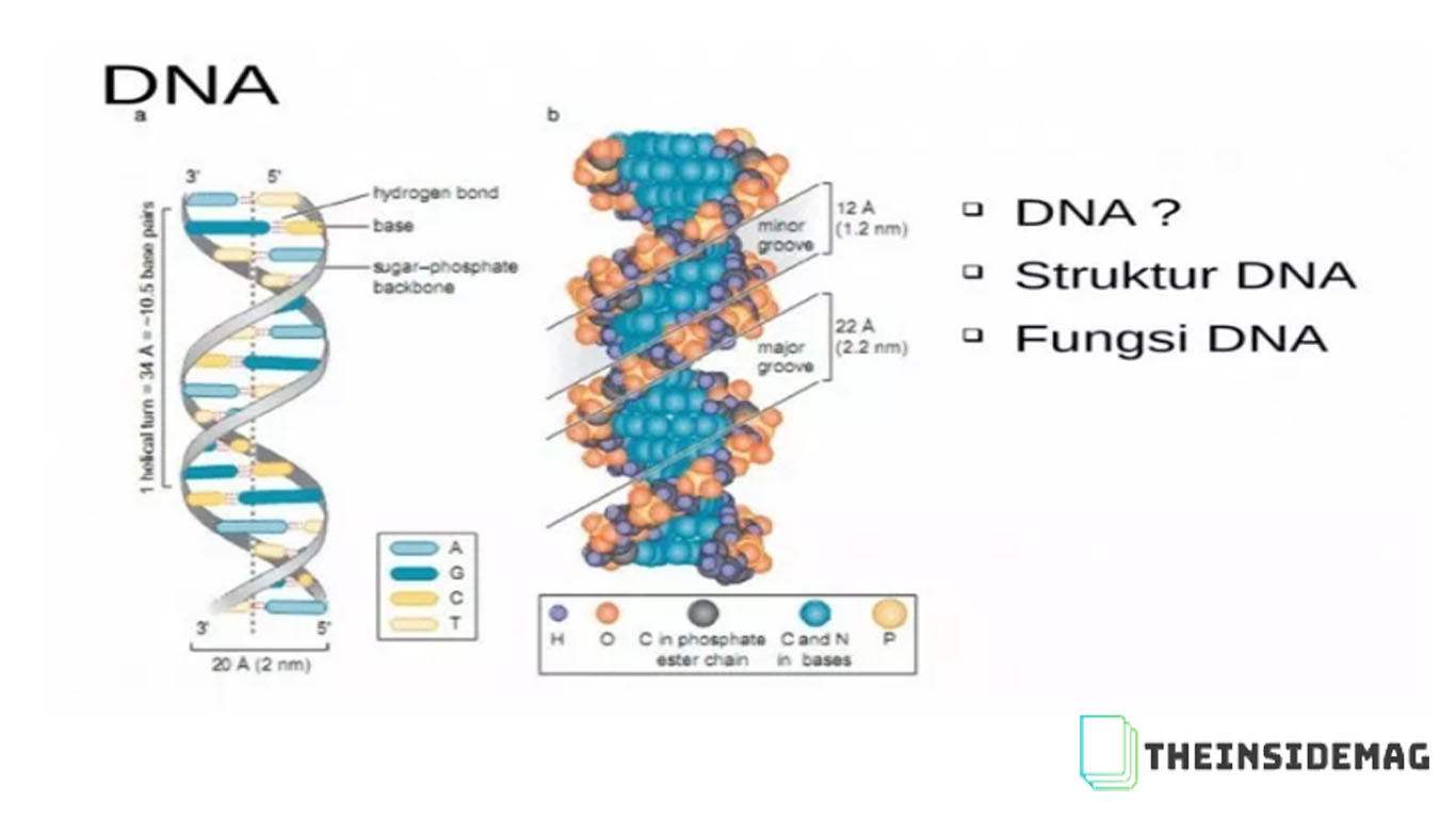 Detail Gambar Rantai Tunggal Pada Rna Gambar Double Helix Padadna Nomer 21