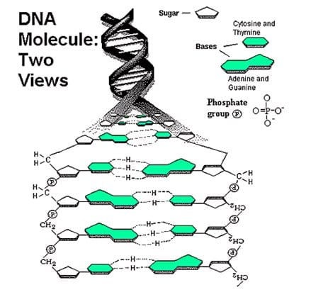 Detail Gambar Rantai Tunggal Pada Rna Gambar Double Helix Padadna Nomer 25