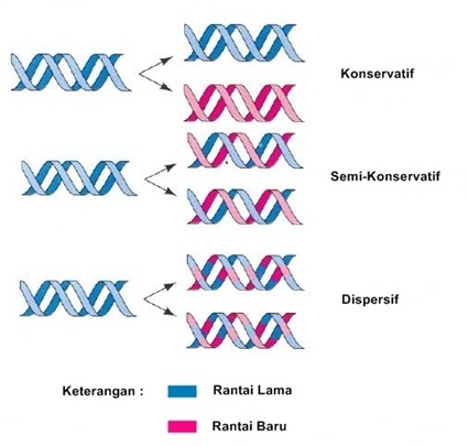 Detail Gambar Rantai Tunggal Pada Rna Gambar Double Helix Padadna Nomer 26