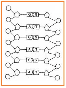 Detail Gambar Rantai Tunggal Pada Rna Gambar Double Helix Padadna Nomer 30