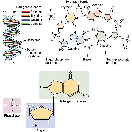 Detail Gambar Rantai Tunggal Pada Rna Gambar Untaian Ganda Padadna Nomer 27