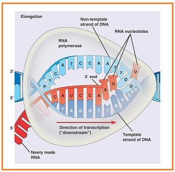 Detail Gambar Rantai Tunggal Pada Rna Gambar Untaian Ganda Padadna Nomer 34