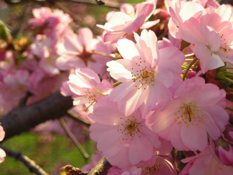 Detail Gambar Ranting Bunga Sakura Nomer 26