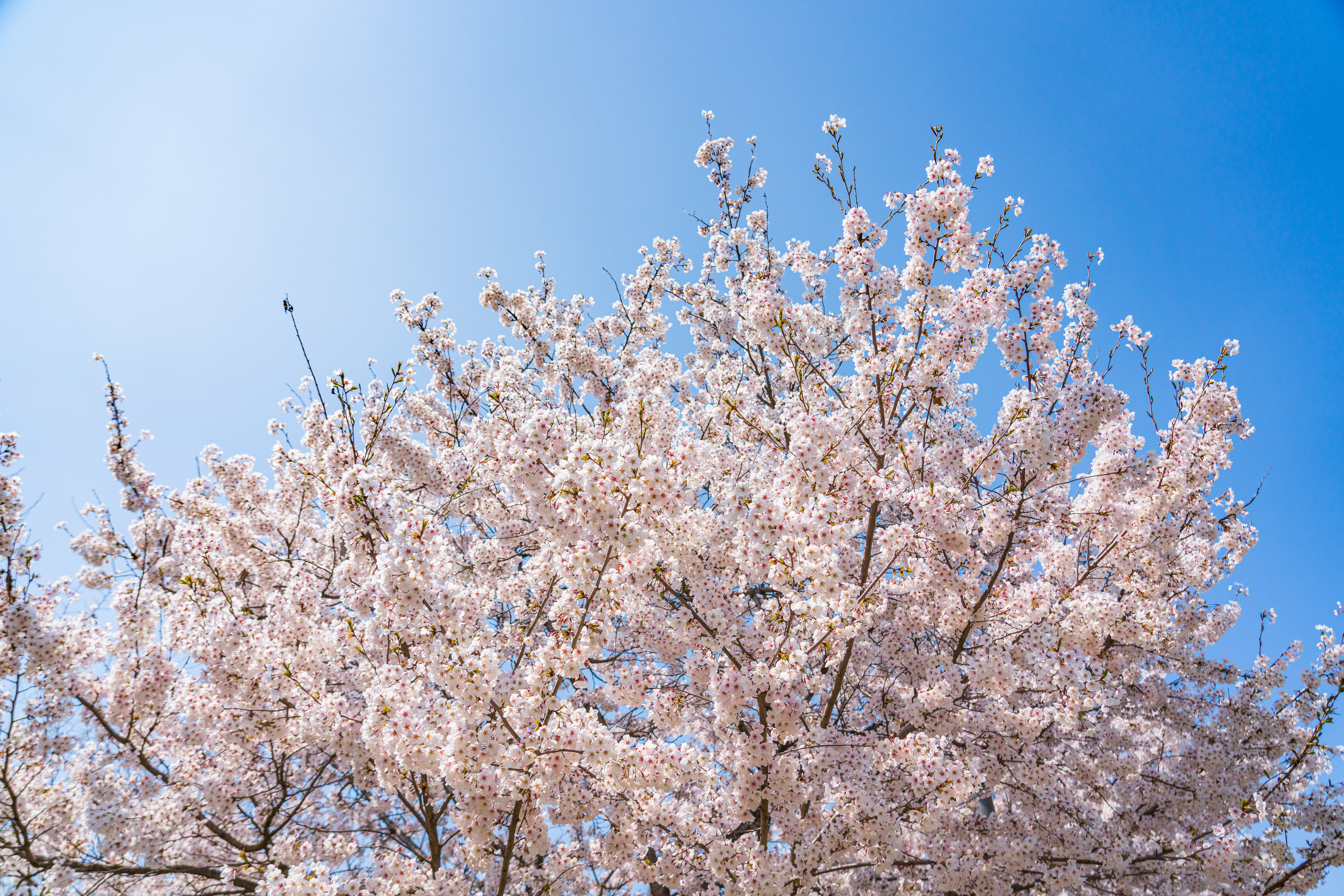 Detail Gambar Ranting Bunga Sakura Nomer 39