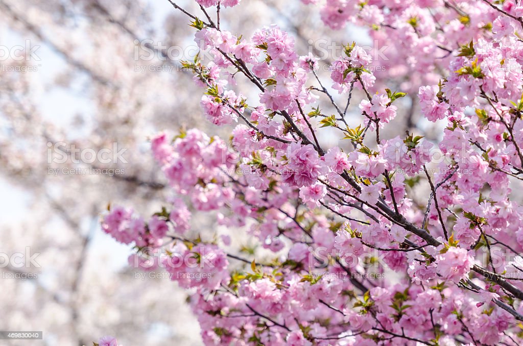Detail Gambar Ranting Bunga Sakura Nomer 41