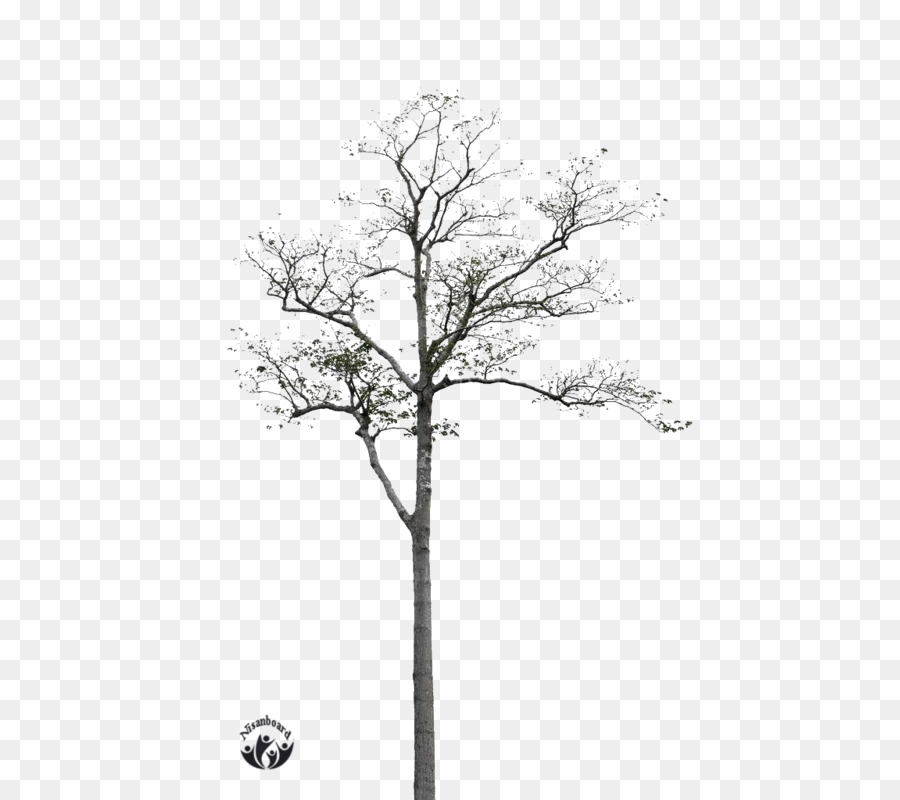 Detail Gambar Ranting Pohon Hitam Putih Nomer 25