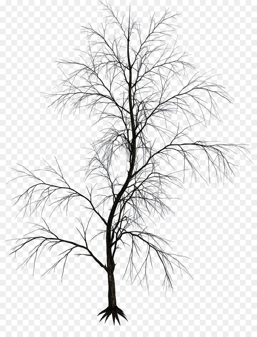 Detail Gambar Ranting Pohon Hitam Putih Nomer 39