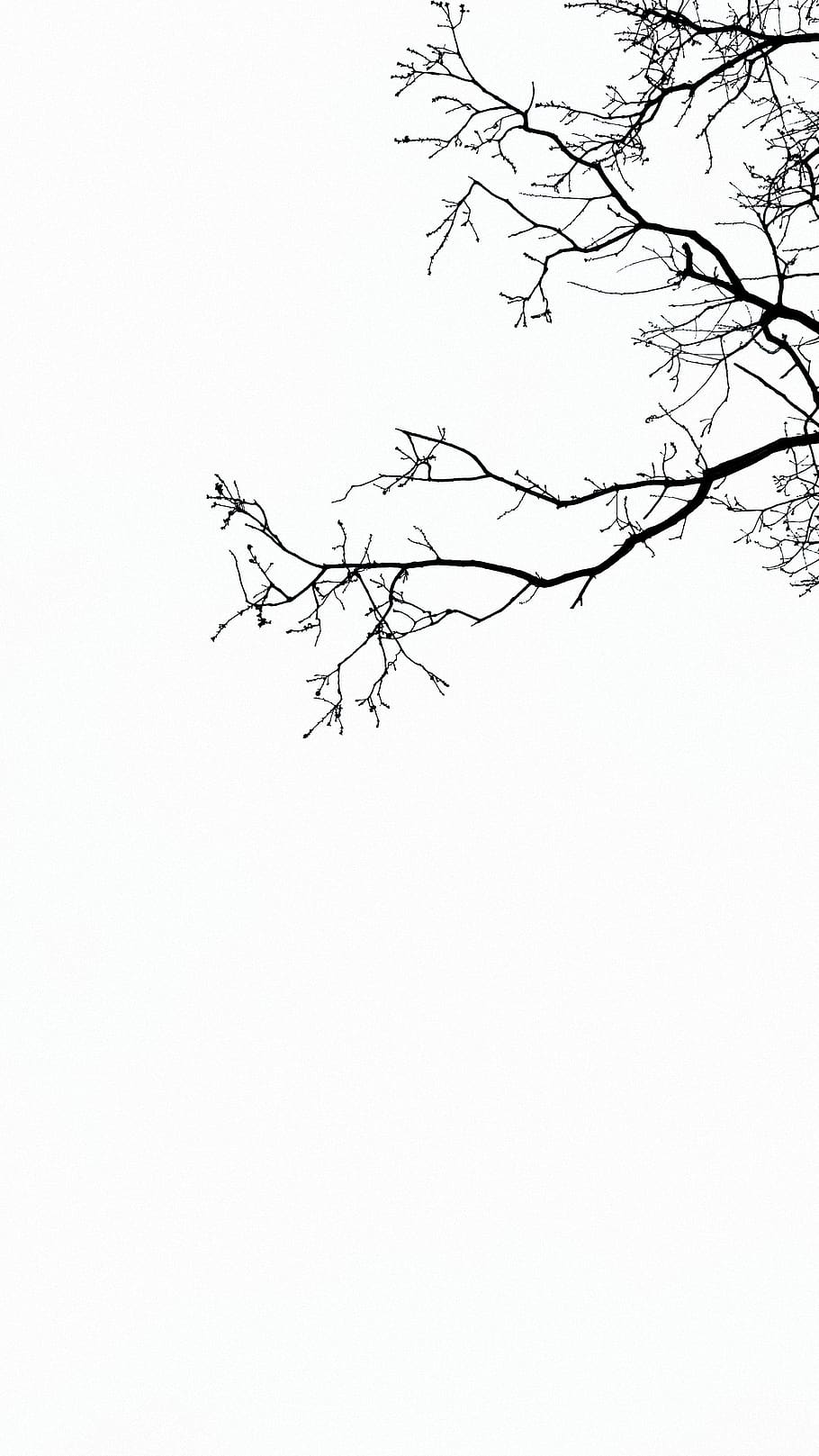 Detail Gambar Ranting Pohon Hitam Putih Nomer 40