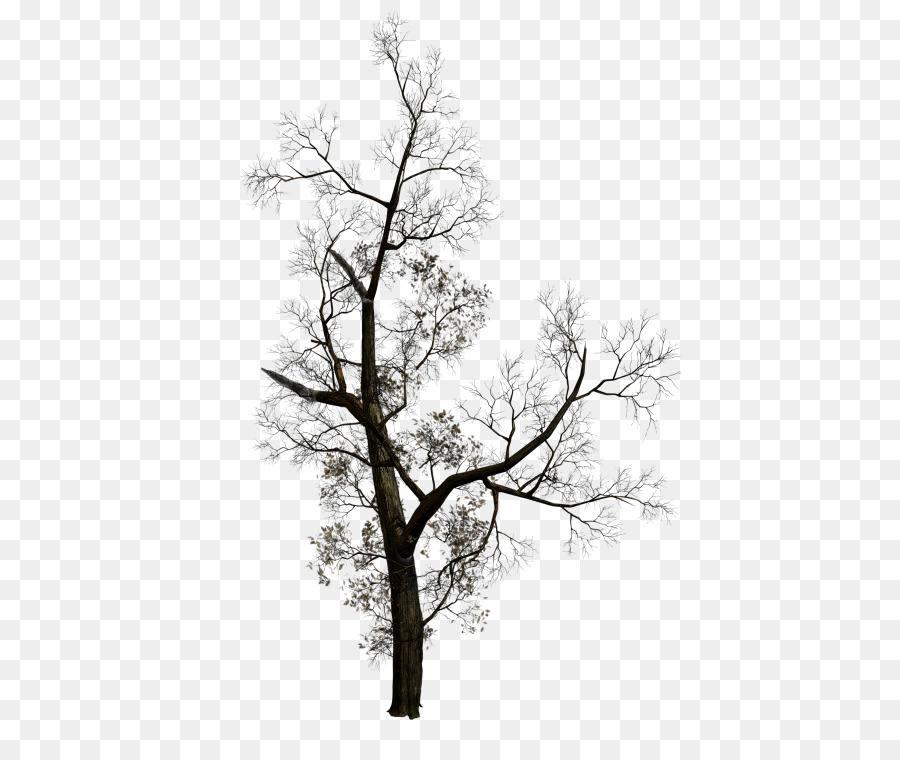 Detail Gambar Ranting Pohon Hitam Putih Nomer 52