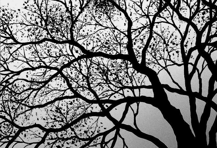 Gambar Ranting Pohon Monokrom - KibrisPDR